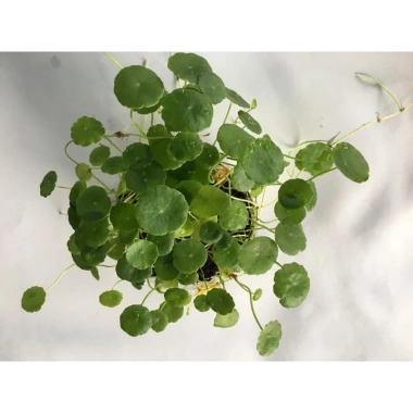Combo 2 chậu cây thủy sinh rau má dù & cỏ đồng tiền - Dễ chơi không cần CO2, chỉ 29.000 VND 8