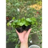 Combo 2 chậu cây thủy sinh rau má dù & cỏ đồng tiền - Dễ chơi không cần CO2, chỉ 29.000 VND 9