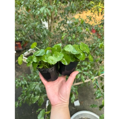Combo 2 chậu cây thủy sinh rau má dù & cỏ đồng tiền - Dễ chơi không cần CO2, chỉ 29.000 VND 9
