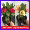 Combo 2 chậu xương rồng bát tiên đỏ vàng - Giá ưu đãi 90.000đ, trang trí nội thất
