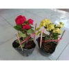 Combo 2 chậu xương rồng bát tiên đỏ vàng - Giá ưu đãi 90.000đ, trang trí nội thất 2