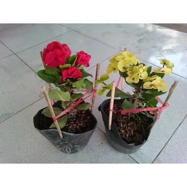 Combo 2 chậu xương rồng bát tiên đỏ vàng - Giá ưu đãi 90.000đ, trang trí nội thất