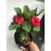 Combo 2 chậu xương rồng bát tiên đỏ vàng - Giá ưu đãi 90.000đ, trang trí nội thất 3