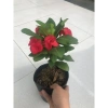 Combo 2 chậu xương rồng bát tiên đỏ vàng - Giá ưu đãi 90.000đ, trang trí nội thất 4