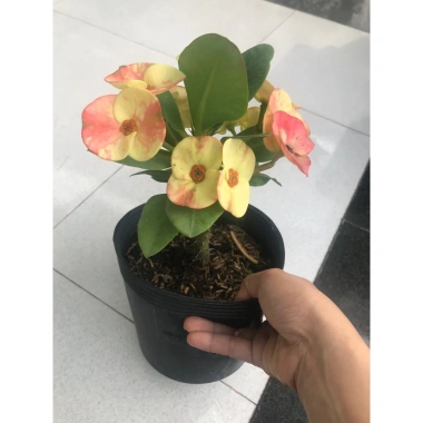 Combo 2 chậu xương rồng bát tiên đỏ vàng - Giá ưu đãi 90.000đ, trang trí nội thất