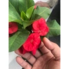 Combo 2 chậu xương rồng bát tiên đỏ vàng - Giá ưu đãi 90.000đ, trang trí nội thất 6