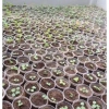 Combo 2 gói Hạt giống nhân sâm Hàn Quốc tặng gói kích hạt nảy mầm, 65.000₫ 7