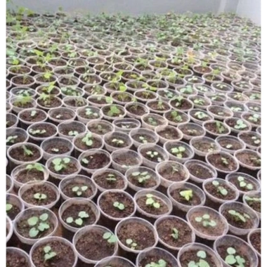 Combo 2 gói Hạt giống nhân sâm Hàn Quốc tặng gói kích hạt nảy mầm, 65.000₫ 7 Combo 2 gói Hạt giống nhân sâm Hàn Quốc tặng gói kích hạt nảy mầm, 65.000₫ 7