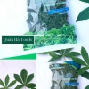 Combo 2 gói Rau Sắn Tuyển Chọn - Quân Hải Foods, tươi ngon, giàu dinh dưỡng, chỉ 136.000₫