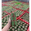 Combo 2kg Lá Chuối Giả Plastic Gói Chả Lụa, Nem Chua, Bánh Chưng An Toàn Hợp Vệ Sinh 7
