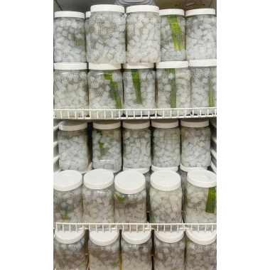 Combo 2Kg Thạch Dừa Thô Ép Khô Size 15Li - Tặng Hương Vải & Hạt Chia, Giá 132k