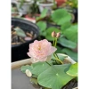 Combo 3 củ giống sen mini siêu nụ - Giá ưu đãi 125k, trồng nhanh, lá xanh rực rỡ