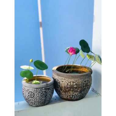 Combo 3 củ giống sen mini siêu nụ - Giá ưu đãi 125k, trồng nhanh, lá xanh rực rỡ