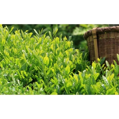 Combo 3 gói Bột Matcha Nhật Bản 100g - hè thu, giảm giá 145k, trà xanh Satoen