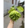 Combo 3 quả Phật Bày Mâm Ngũ Quả 300-500g - Hàng cao cấp, giá ưu đãi 225k 5