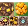 Combo 3Kg Hạt Dẻ Thơm Ngon Ruột Vàng Bở Ngọt - Giá Ưu Đãi 172.200₫
