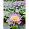 Combo 4 câu hoa súng Thái ngẫu nhiên, siêu hoa, giá ưu đãi 89.000đ, bảo hành 8