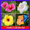 Combo 4 cây hoa dâm bụt đa sắc cam vàng trắng tím - Giá ưu đãi 180.000đ, tiết kiệm 52.200đ