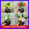 Combo 4 cây xương rồng bát tiên: vàng, đỏ, trắng, rồng hồng - Giá ưu đãi 50.000đ
