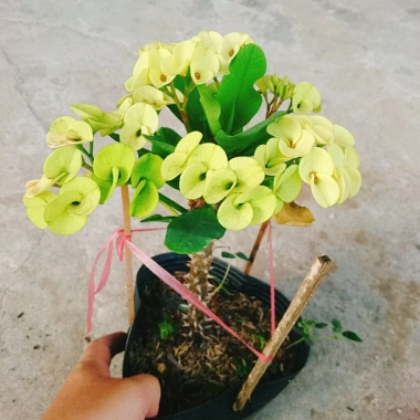 Combo 4 cây xương rồng bát tiên: vàng, đỏ, trắng, rồng hồng - Giá ưu đãi 50.000đ