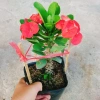Combo 4 cây xương rồng bát tiên: vàng, đỏ, trắng, rồng hồng - Giá ưu đãi 50.000đ 3
