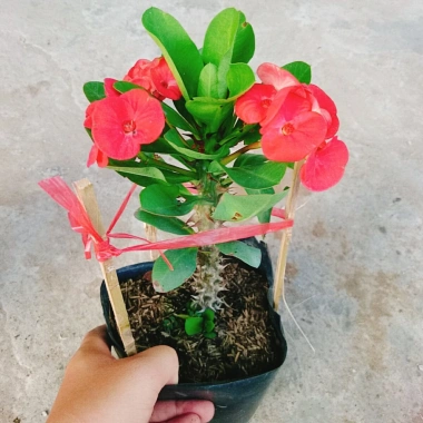 Combo 4 cây xương rồng bát tiên: vàng, đỏ, trắng, rồng hồng - Giá ưu đãi 50.000đ 3 Combo 4 cây xương rồng bát tiên: vàng, đỏ, trắng, rồng hồng - Giá ưu đãi 50.000đ 3