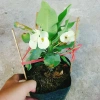 Combo 4 cây xương rồng bát tiên: vàng, đỏ, trắng, rồng hồng - Giá ưu đãi 50.000đ 4