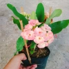Combo 4 cây xương rồng bát tiên: vàng, đỏ, trắng, rồng hồng - Giá ưu đãi 50.000đ 5