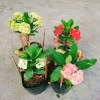Combo 4 cây xương rồng bát tiên: vàng, đỏ, trắng, rồng hồng - Giá ưu đãi 50.000đ 6