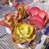 Combo 4 Chậu Sen Đá Cánh Bướm Đỏ 10-12cm Nắng Mưa - Lên Màu Rỡ, Đổi lỗi 1 PANDAA GARDEN