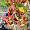 Combo 4 Chậu Sen Đá Cánh Bướm Đỏ 10-12cm Nắng Mưa - Lên Màu Rỡ, Đổi lỗi 1 PANDAA GARDEN 2
