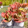 Combo 4 Chậu Sen Đá Cánh Bướm Đỏ 10-12cm Nắng Mưa - Lên Màu Rỡ, Đổi lỗi 1 PANDAA GARDEN 4