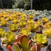 Combo 4 Chậu Sen Đá Cánh Bướm Đỏ 10-12cm Nắng Mưa - Lên Màu Rỡ, Đổi lỗi 1 PANDAA GARDEN 6