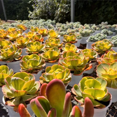 Combo 4 Chậu Sen Đá Cánh Bướm Đỏ 10-12cm Nắng Mưa - Lên Màu Rỡ, Đổi lỗi 1 PANDAA GARDEN 6
