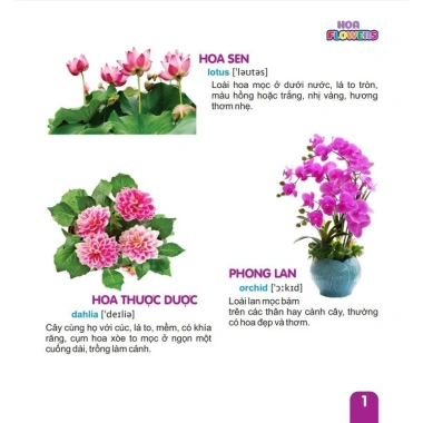 Combo 4 cuốn Từ Điển Tranh Song ngữ Anh Việt cho Thiếu Nhi - Giá chỉ 64.000đ - Ndbooks 5
