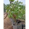 Combo 40 túi vải trồng cây rộng 40cm cao 30cm - Giá ưu đãi 240.000 VND 3