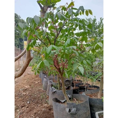 Combo 40 túi vải trồng cây rộng 40cm cao 30cm - Giá ưu đãi 240.000 VND