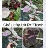 Combo 5 cây trà Dr Thanh bán tự cảnh Minh Khương - Giá ưu đãi 15.000 VND