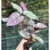 Combo 5 cây trà Dr Thanh bán tự cảnh Minh Khương - Giá ưu đãi 15.000 VND 3
