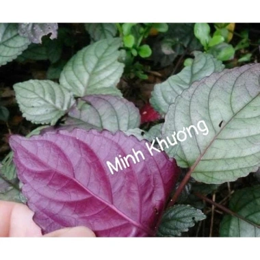 Combo 5 cây trà Dr Thanh bán tự cảnh Minh Khương - Giá ưu đãi 15.000 VND 6