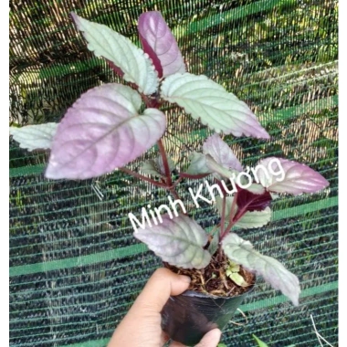 Combo 5 cây trà Dr Thanh bán tự cảnh Minh Khương - Giá ưu đãi 15.000 VND 7