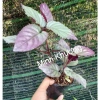 Combo 5 cây trà Dr Thanh bán tự cảnh Minh Khương - Giá ưu đãi 15.000 VND 8
