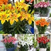 Combo 5 củ hoa ly nhiều màu mầm sẵn, sống 100%, ra hoa 2 tháng, chỉ 58.000đ