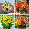 Combo 5 củ hoa ly nhiều màu mầm sẵn, sống 100%, ra hoa 2 tháng, chỉ 58.000đ 4
