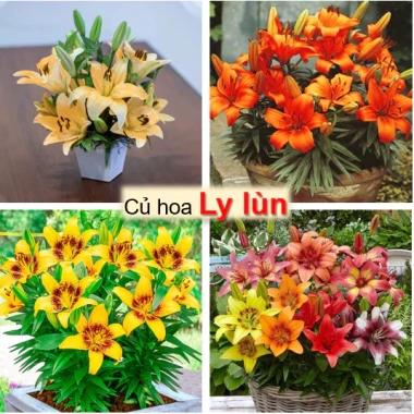 Combo 5 củ hoa ly nhiều màu mầm sẵn, sống 100%, ra hoa 2 tháng, chỉ 58.000đ