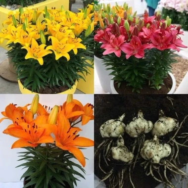 Combo 5 củ hoa ly nhiều màu mầm sẵn, sống 100%, ra hoa 2 tháng, chỉ 58.000đ 8 Combo 5 củ hoa ly nhiều màu mầm sẵn, sống 100%, ra hoa 2 tháng, chỉ 58.000đ 8