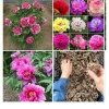 Combo 5 Củ Hoa Mẫu Đơn Đang Mầm Đủ Màu Như Hình Giá 65.000 VND Giảm Sốc 2