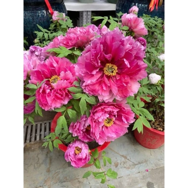 Combo 5 Củ Hoa Mẫu Đơn Đang Mầm Đủ Màu Như Hình Giá 65.000 VND Giảm Sốc 3