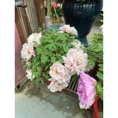 Combo 5 Củ Hoa Mẫu Đơn Đang Mầm Đủ Màu Như Hình Giá 65.000 VND Giảm Sốc 5