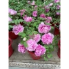 Combo 5 Củ Hoa Mẫu Đơn Đang Mầm Đủ Màu Như Hình Giá 65.000 VND Giảm Sốc 6